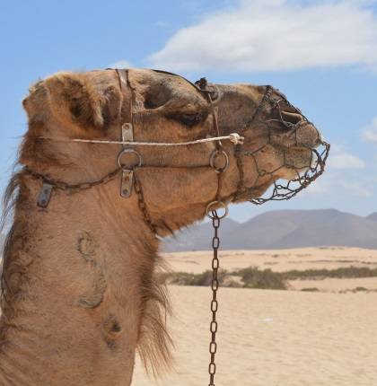 Житель пустыни верблюд