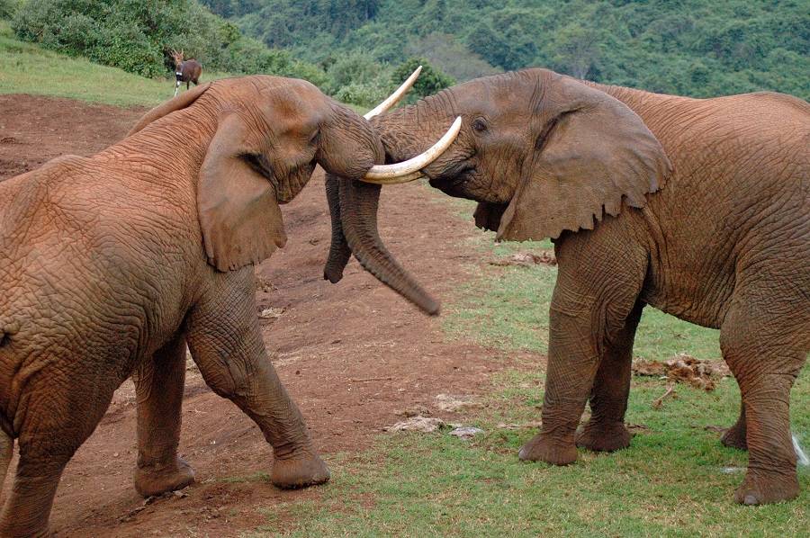 Слоны в парке Абердаре