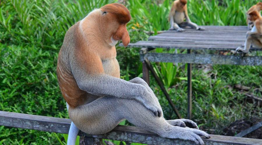Отдых с дикими животными на о. Борнео 